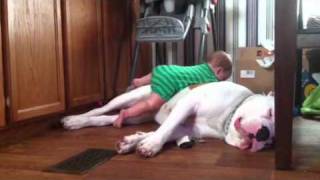 American bulldog vs baby [upl. by Eisoj997]