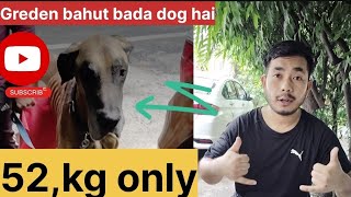 graden dog bahut bada hai aur bahut bimar bhi 52kg only youtube ❤🦮👈👌 [upl. by Llen964]