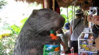 Big guinea pig like animal pacarana drinks Gatorade  Funny [upl. by Peria]