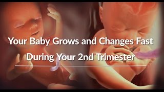 Your Growing Babys Changes Through the Second Trimester  WebMD [upl. by Herzog]