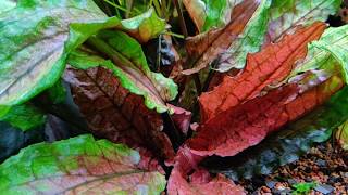 Cryptocoryne wendtii Green Gecko [upl. by Howell]