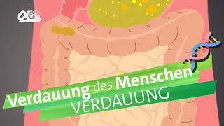 Verdauungsvorgänge  alpha Lernen erklärt Biologie [upl. by Ttocs]