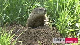 Controlling WoodchucksGroundhogs [upl. by Inahpets]