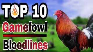 TOP 10 GAMEFOWL BLOODLINES [upl. by Ergener]