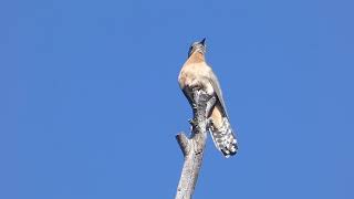 Fantailed Cuckoo calling from treetop Cacomantis flabelliformis HD [upl. by Aylmer]