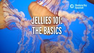 Jellies 101 — The Basics  Monterey Bay Aquarium Explains Jellyfish [upl. by Hyland439]