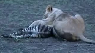 Lions vs Zebras  African Animals  BBC Studios [upl. by Anawek149]