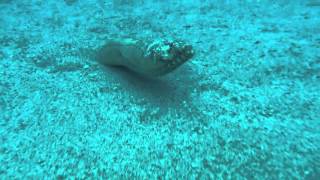 Henshaw Snake Eel [upl. by Perreault]