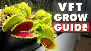 Venus Fly Trap Guide For Beginners  Everything You Need To Know [upl. by Dobson]