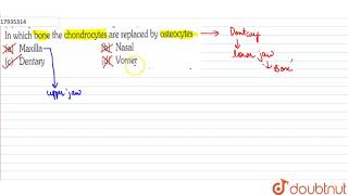 In which bone the chondrocytes are replaced by osteocytes [upl. by Albers]