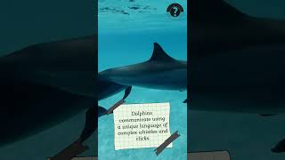 Surprising Secrets of Dolphins Revealed [upl. by Jacynth]