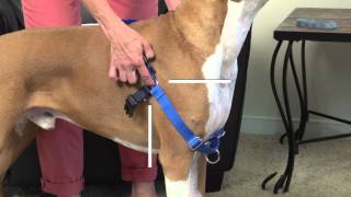 How to Fit and Use the PetSafe® Easy Walk® Harness [upl. by Anrak]