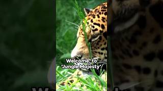 Jaguars in the Wildquot jaguars wildlife short [upl. by Taka]