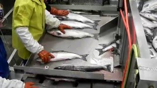 Leader creek fisheries fish house Naknek Bristol Bay Alaska 2011 [upl. by Kurt]