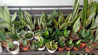 15 Types  Varieties of Sansevieria  Snake Plant With Names and Comparison [upl. by Hiro]