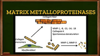 L33 Tertiary or Gelatinase granules in Neutrophils Matrix Metalloproteinases [upl. by Beichner287]