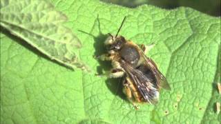 Wool Carder Bees Anthidium manicatum [upl. by Adirem475]