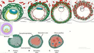 Placental chorionic villus and its parts [upl. by Hemphill]