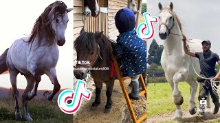 The Cutest HORSES Equestrian TikTok Compilation 91 [upl. by Statis]