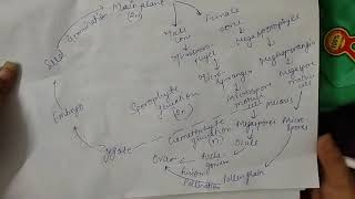 Class11 Life cycle of Gymnosperms [upl. by Widera]