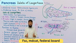 Islets of Langerhans  pancreas structure and function  class 12 [upl. by Welby]