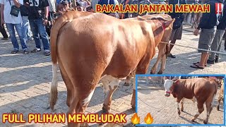 BAKALAN JANTAN CALON SUPERFULL PILIHAN ‼️ Pasar Siyono harjo Gunungkidul 🔥🔥 [upl. by Tenaej]