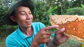 Eating ORGANIC Honey 🍯  Massive Hundreds of Bees Bee Hive In The Forest Of U Minh 🇻🇳 [upl. by Ronoh]