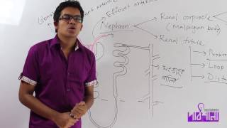 01 Excretion Part 02  রেচন পর্ব ০২  OnnoRokom Pathshala [upl. by Heyer]