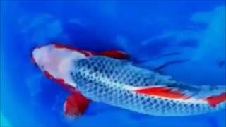 87CM ASAGI FROM OTSUKA KOI FARM  Video by Jk Koi [upl. by Anej]