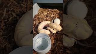 Ball Python Coral Glow cinnamon pos black pastel [upl. by Irneh799]