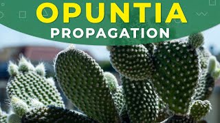 How to grow Opuntia cactus  Prickly pear from seeds [upl. by Ulick]