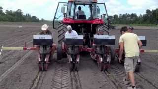 Planting Arundo Donax [upl. by Ennairam]