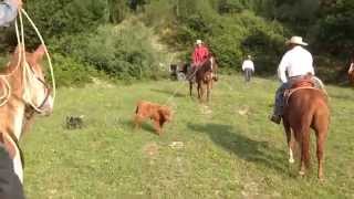 Wolfpack Ranch Roping [upl. by Erdnuaed]