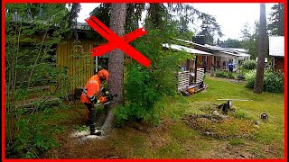 Expert Tips On How To Remove Dangerous Trees Safely [upl. by Sucul]