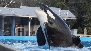 Tilikum in Dine With Shamu  Full Show 101313 [upl. by Aneer]