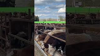 Beef cattle feedlot beefcattle feed [upl. by Inattirb]