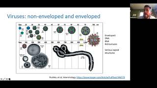 Enveloped viruses are EVs by Kenneth W Witwer [upl. by Odanref]