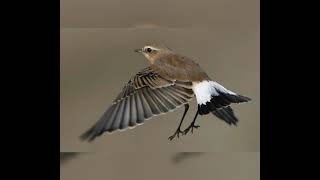 صوت طائر البيوض للصيد🔥🔥🔥 bird sound isabelline wheatear [upl. by Nosle]