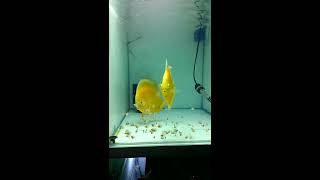 ALBINO YELLOW DISCUS BREEDING [upl. by Sunev675]