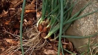 How to Harvest Perennial Bunching Onions  Fall Gardening [upl. by Zetra307]