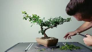 Bonsai Pruning Session Fukien Tea and Walters Viburnum [upl. by Tsew61]