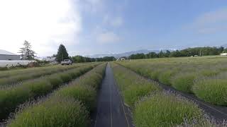 Early Lavender Color at BampB Family Farm [upl. by Amadeo]