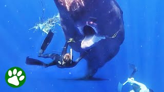 Woman uses her bare hands to save starving whale [upl. by Netty]