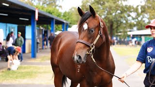 2024 Inglis Premier  Lot 83  Zoustar x A Beautiful Night colt [upl. by Alenson100]