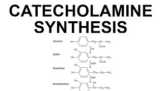 Catecholamine Synthesis [upl. by Yenwat912]