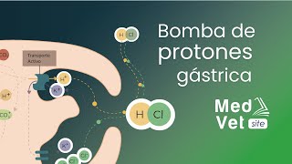 Síntesis de ácido clorhídrico HCL Bomba de protones Versión completa [upl. by Nahgem]