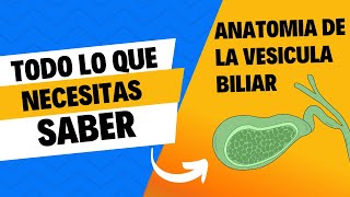 TODO LO QUE NECESITAS SABER SOBRE LA ANATOMIA DE LA VESICULA BILIAR 🤔 2024 [upl. by Ardien]