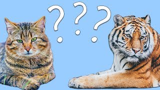 Guess the Animal Learn the Animals for Kids [upl. by Ellerehs]