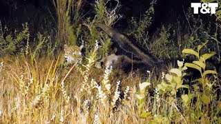 Giant Anteater Fights Off Hungry Jaguar [upl. by Yentrok839]