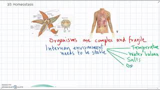 What is Homeostasis [upl. by Lalitta]